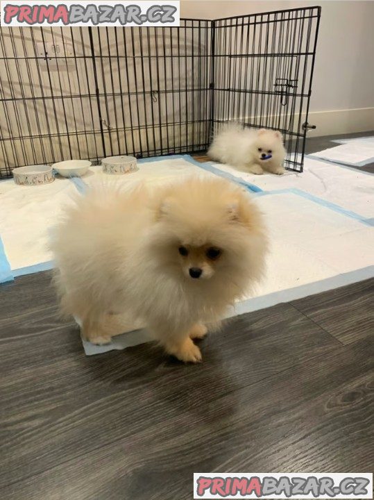 Pomeranian s PP