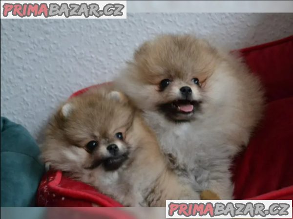 Německý špic trpasličí (Pomeranian)