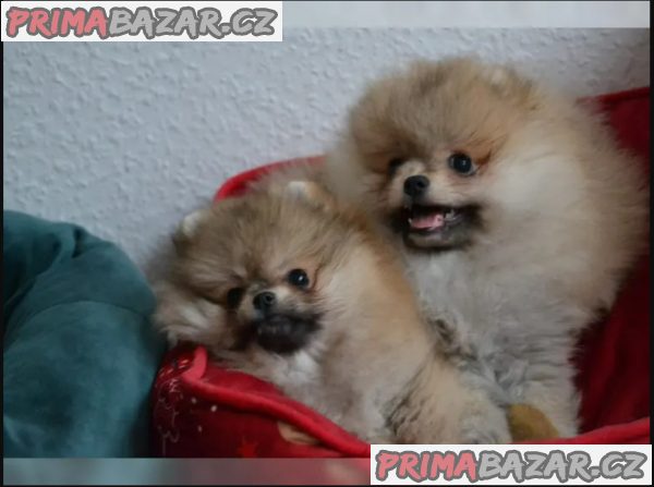 Německý špic trpasličí (Pomeranian)