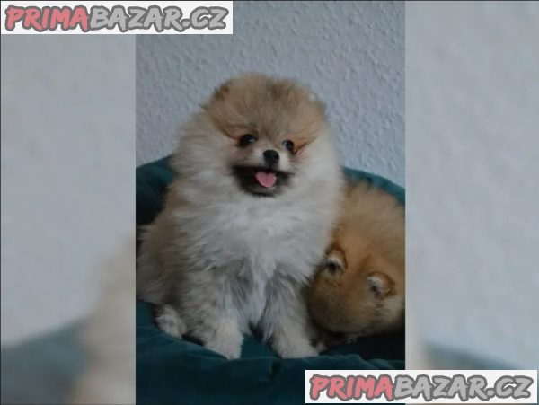 Německý špic trpasličí (Pomeranian)