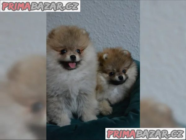 Německý špic trpasličí (Pomeranian)