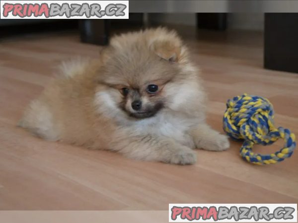 Německý špic trpasličí (Pomeranian)