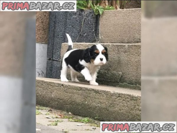 Cavalier King Charles Spaniel (fena) s PP