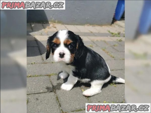 Cavalier King Charles Spaniel (fena) s PP