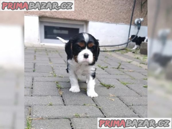 Cavalier King Charles Spaniel (fena) s PP