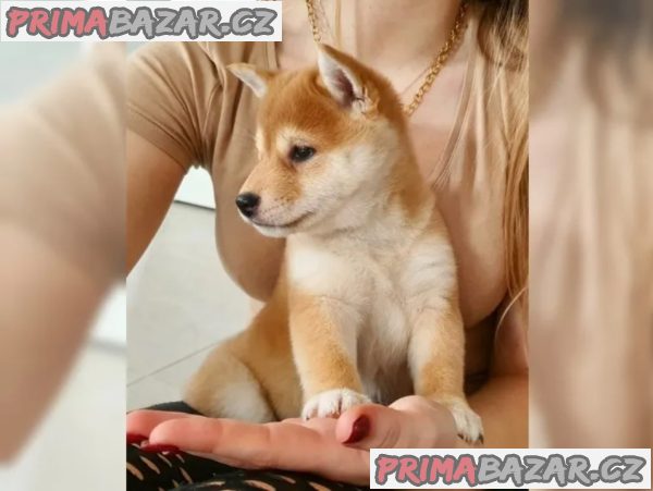 Shiba inu bez PP