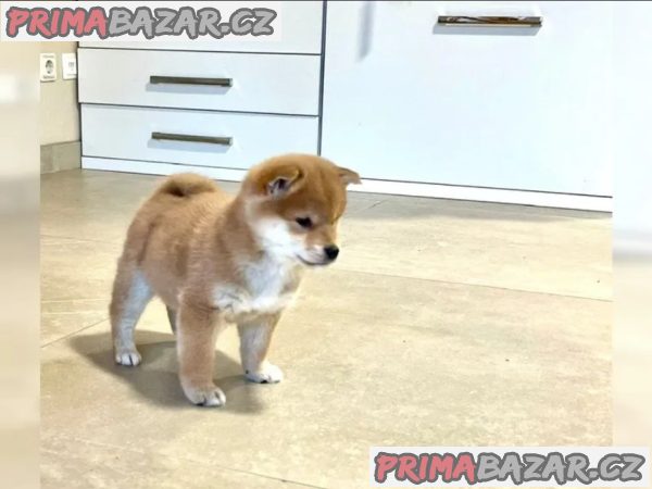 Shiba inu bez PP