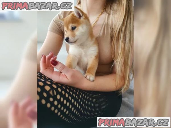 Shiba inu bez PP