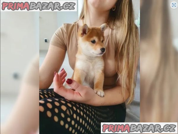 Shiba inu bez PP