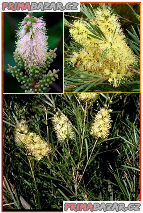 mrazuvzdorny-callistemon-sieberi-stetkovec-semena