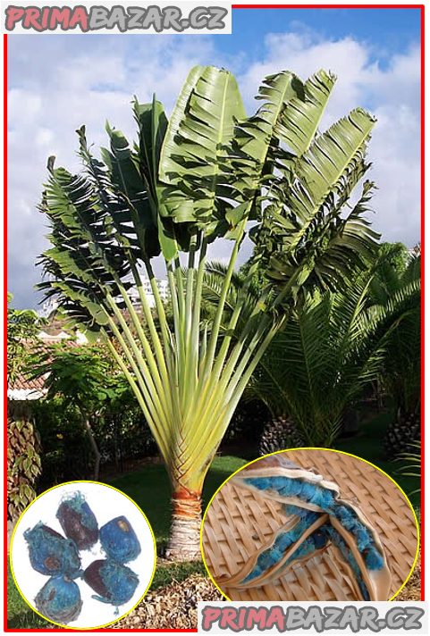 semena-ravenala-madagascariensis-palma-poutniku
