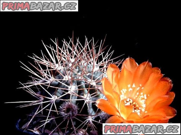 kaktus-acanthocalycium-variiflorum-p-149