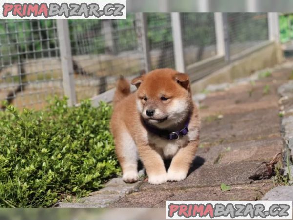 shiba-inu-si