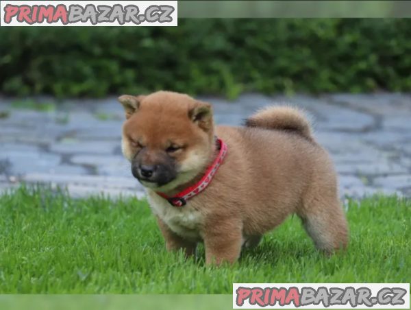 Shiba inu SI