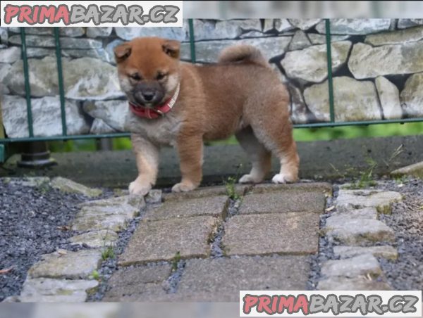 Shiba inu SI