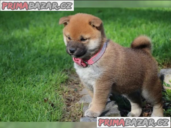 Shiba inu SI