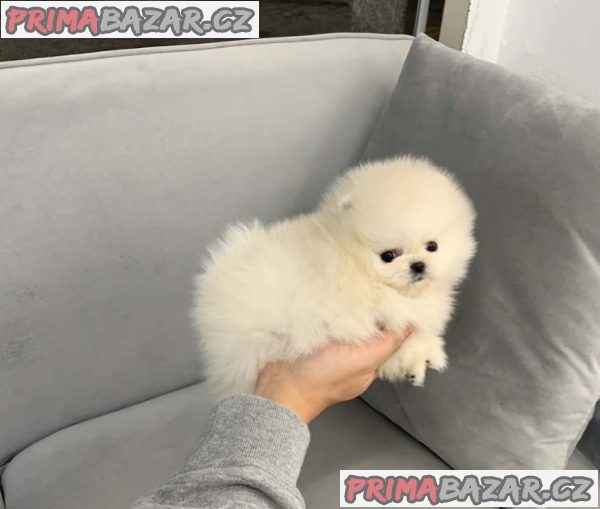 Beautifull Pomeranian puppy Available For Adoption.