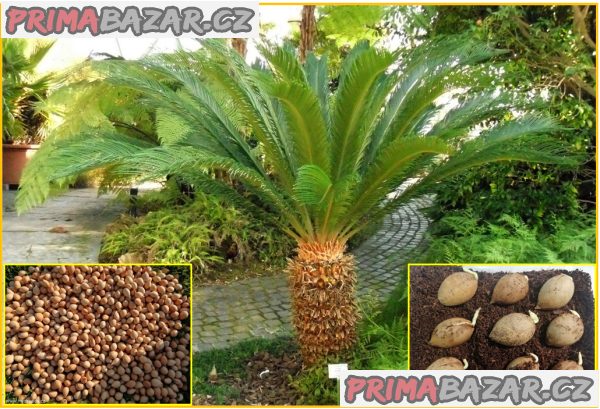 semena Cycas Revoluta - Cykas Japonský