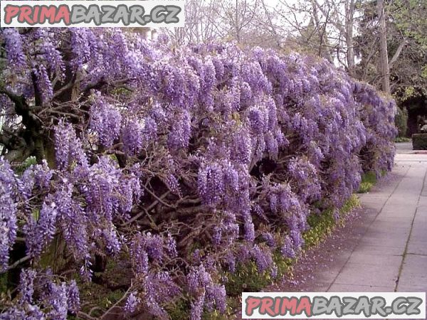 sazenice Wisteria sinensis - vistárie čínská velikost cca 15 cm