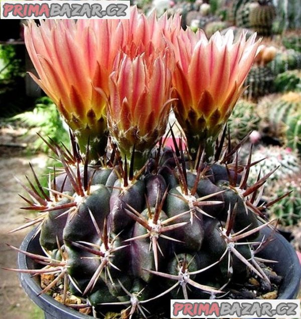 Agave horrida subsp. horrida _Mexcalmetl_