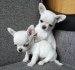 Apple Head Chihuahua Prodám +37060923261