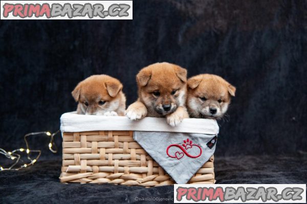 Štěňata Shiba Inu +37060923261