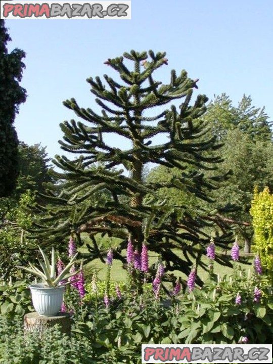 sazenice-araucaria-araucana