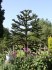 sazenice Araucaria araucana