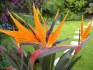 sazenice Strelitzia Reginae