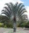 sazenice palma Dypsis decaryi