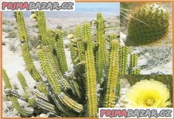 kaktus-corryocactus-brevistylus