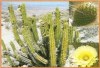 kaktus Corryocactus brevistylus