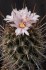 kaktus Eriosyce taltalensis