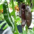 Chilli Aji Panca - semena