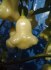 Chilli Aji white fantasy - semena