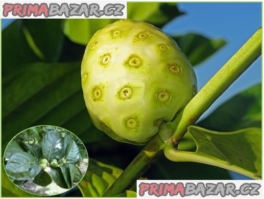 Noni citrusolistá - Morinda citrifolia - semena