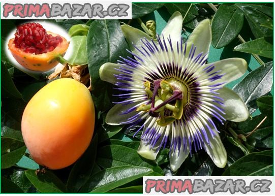 Passiflora Caerulea - Mučenka modrá - semena