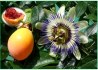 Passiflora Caerulea - Mučenka modrá - semena