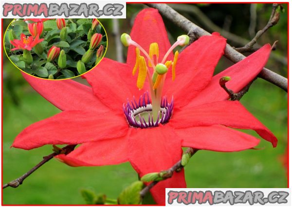 Passiflora manicata - Mučenka - semena