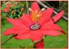 Passiflora manicata - Mučenka - semena