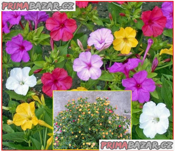 Sazenice Mirabilis Jalapa Nocenka mix barev