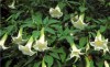 sazenice Brugmansia arborea
