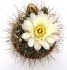 kaktus Gymnocalycium gibbosum v. nobile