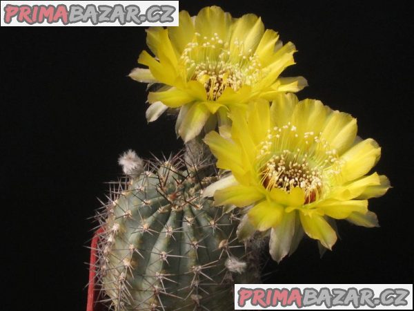 kaktus-lobivia-chrysantha