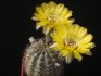 kaktus Lobivia chrysantha
