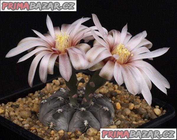 kaktus Gymnocalycium berchtii