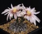 kaktus Gymnocalycium berchtii