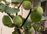 Datura Stramonium - Durman obecný - semena