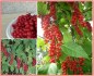 Schizandra chinensis - Klanopraška čínská - semena
