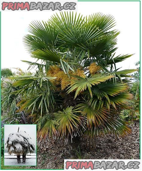 naklíčená semena palma Trachycarpus fortunei